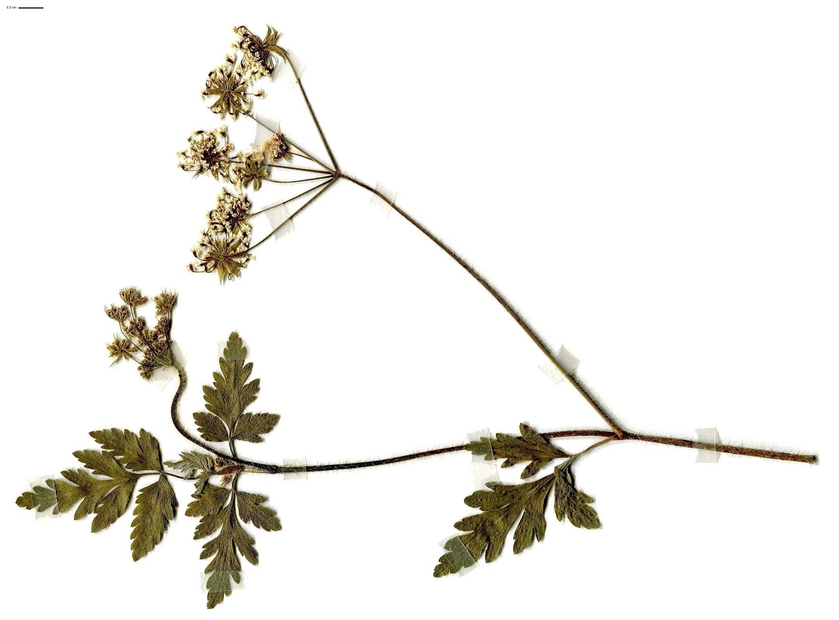 Chaerophyllum temulum (Apiaceae)